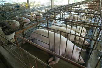 Key facts and findings: How Livestock Emissions Are Driving Climate Change