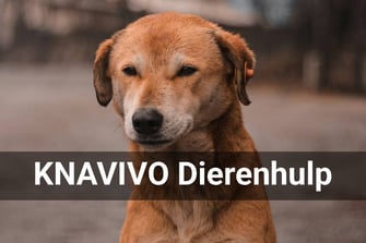 KNAVIVO