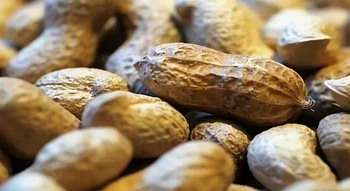 Arachides entières en coque, source courante d’Allergènes alimentaires.