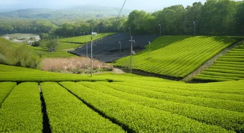 Champs de thé de Kyoto baignés de lumière du matin, illustrant la culture traditionnelle du thé de Kyoto.