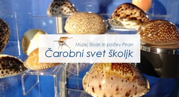 Čarobni svet školjk