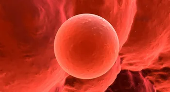 Ovule prêt pour la fécondation et les moments où les femmes sont-elles fertiles.