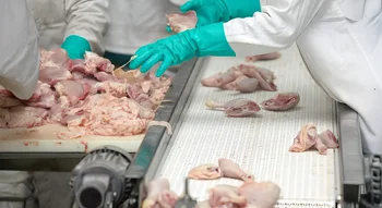 Traitement industriel de viande de poulet montrant la réalité de la production intensive de viande.