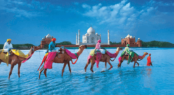 Traversée symbolique à dos de chameaux devant le Taj Mahal, évoquant le voyage intérieur d’un nettoyage ayurvédique du foie.
