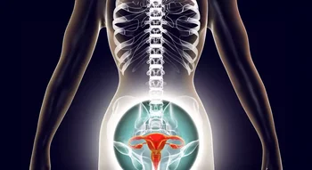 Vue médicale des organes génitaux féminins mettant en évidence l’utérus et les structures pelviennes.