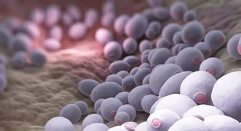 Représentation microscopique de Candida albicans, illustrant la prolifération du champignon lors d’une mycose vaginale.
