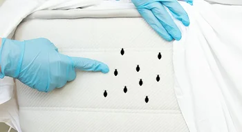 Infestation de punaises de lit matelas.