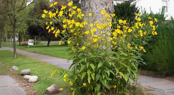 نبات الخرشوف المقدسي المزهر بأزهاره الصفراء قبل حصاد الدرنات.