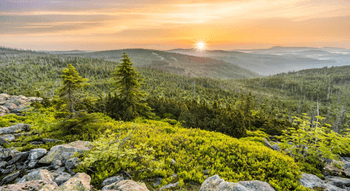 Der Bayerische Wald Nationalpark