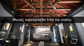 The Oldest Vine Museum