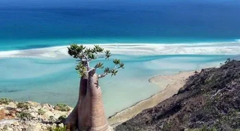 جزيرة سقطرى (Socotra Island): شجرة زجاجة نادرة تطل على مياه فيروزية وشواطئ رملية باليمن.