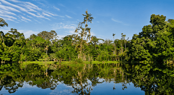 Amazonas-Regenwald spiegelt sich im ruhigen Fluss