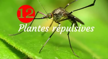 Illustration : plantes répulsives contre les moustiques.