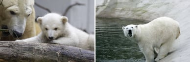 korkeasaari jääkarhu