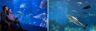 sea life helsinki hait