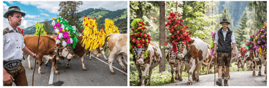Almabtrieb in Österreich