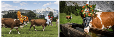 Österreichische Tradition des Almabtriebs