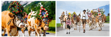 Tradition des Almabtriebs