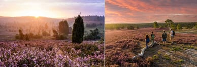 Heidefelder Lüneburger Heide Deutschland Sonnenuntergang