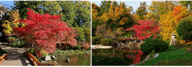 Goldener Herbst im japanischen Garten Wiens