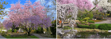 Frühling im japanischen Garten (Setagayapark) von Wien
