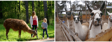 Streichelzoo im Erlebnispark Gänserndorf