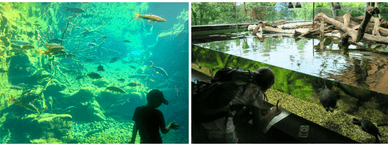 Alpensee-Aquarium im Alpenzoo Innsbruck 