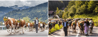 Alpabzug – eine Schweizer Tradition