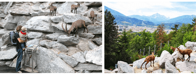 Alpenzoo Innsbruck - einzigartige alpine Tierwelt