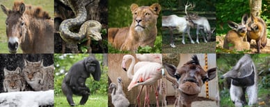 gaiazoo dieren