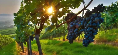 Borászatok Magyarországon