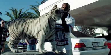 Mike Tyson tigre