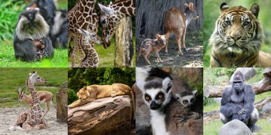 diergaarde blijdorp dieren