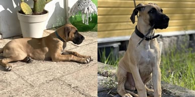 ellen jokikunnas viljo koira