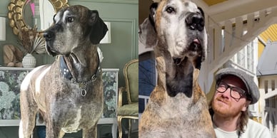 ellen jokikunnas reino-koira