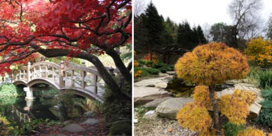 Київський ботанічний сад