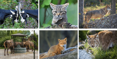 Tierpark Lange Erlen – Tierwelt