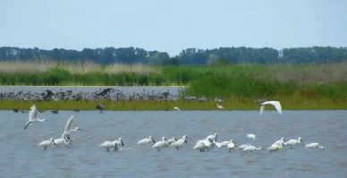 Hortobágyi halastavak kiemelt