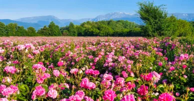 La Valle delle Rose, vicino a Kazanlak Valle delle Rose Bulgaria