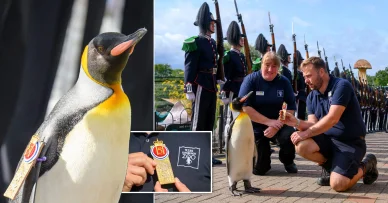 Сер Нільс Олав 