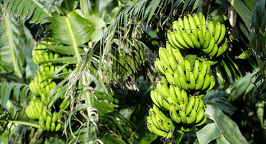 Растут Плантаны