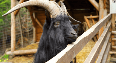 «Гуцул Ленд»