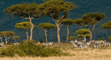 Национальные парки Кении
