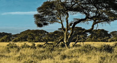 Природа Кении