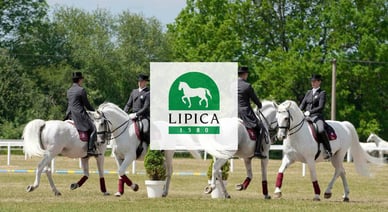Kobilarna Lipica