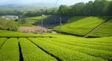 Champs de thé de Kyoto baignés de lumière du matin, illustrant la culture traditionnelle du thé de Kyoto.