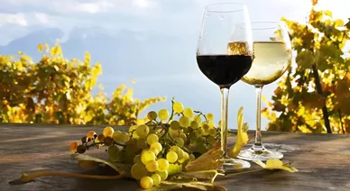 Magyarország legjobb borászatai