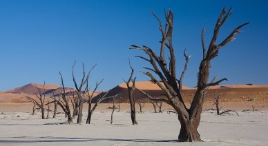 Deadvlei in the Namib Desert