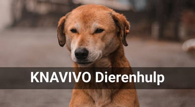 KNAVIVO Dierenhulp