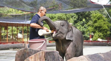 Слоновий заповедник, Куала-Ганде